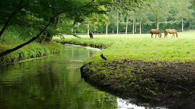 Horses in the meadow. Normandy, France