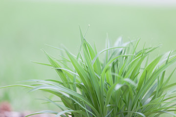 Sprouting Plant