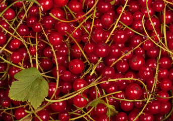 Closeup red currant