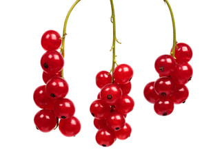 Red currant
