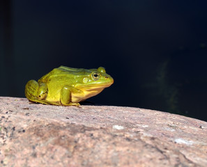 Green frog