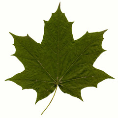 Green maple leaf