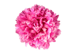 Pink peony flower
