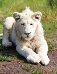 Obraz na płótnie Canvas young white lion.