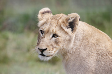 young female lion.
