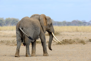 Fototapeta premium Elephant