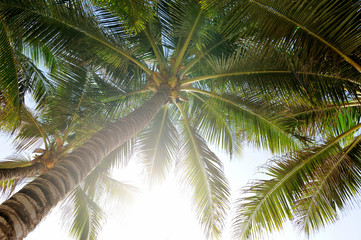 Fototapeta premium Palm