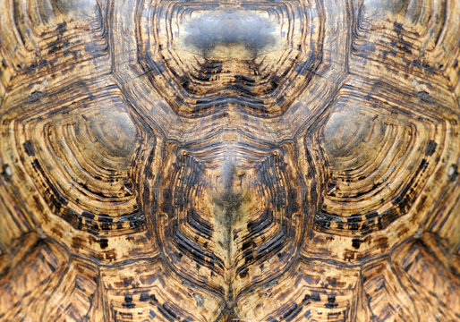 Turtle carapace