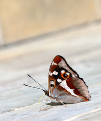 Charaxes tiridates butterfly