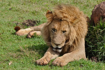 Lion, Afrique