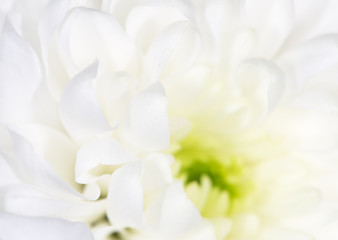 Obraz na płótnie Canvas beautiful white flower as a background. close-up