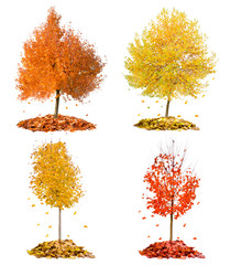 Fototapeta premium Autumn trees