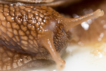 eye snails. super macro