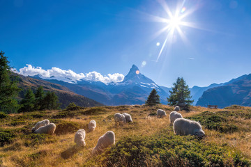 Fototapeta na wymiar Panorama of Matterhorn with sheep in Swiss Alps 