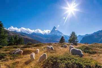 Photo sur Plexiglas Cervin Panorama du Cervin avec des moutons dans les Alpes suisses