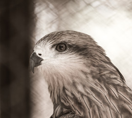 Fototapeta premium bird hawk nature