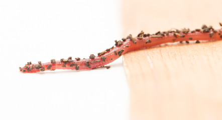 worm on wooden board