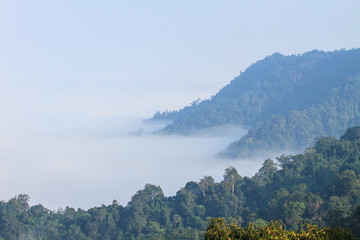 Obraz premium sea of fog with forests as foreground