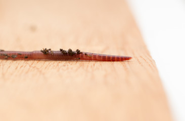 worm on wooden board