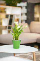 Calla on the small table decorates livingroom 