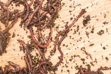 worm on wooden board