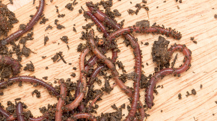 worm on wooden board