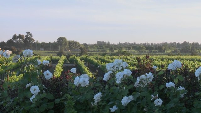 Pan across a vineyard in Talca, Chile.