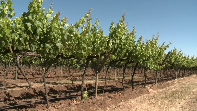 A dolly move through a row of merlot wine vines in Talca, Chile.