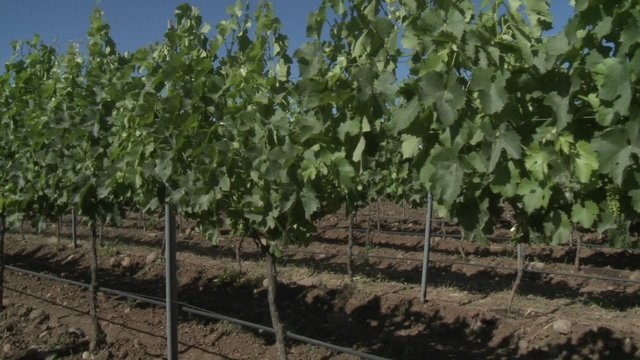 A dolly move through a row of merlot wine vines in Talca, Chile.
