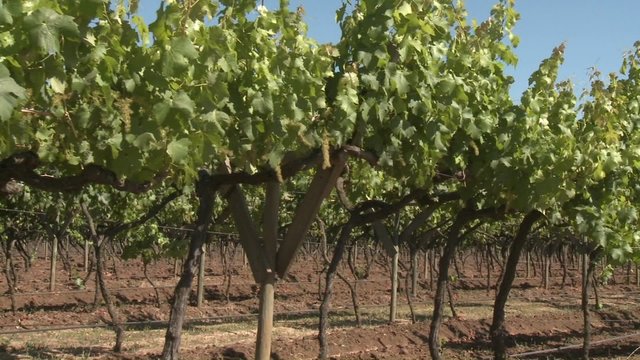 A dolly move through a row of merlot wine vines in Talca, Chile.