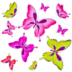 butterflies design