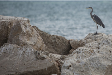 Airone in profilo su uno scoglio. Mare sullo sfondo