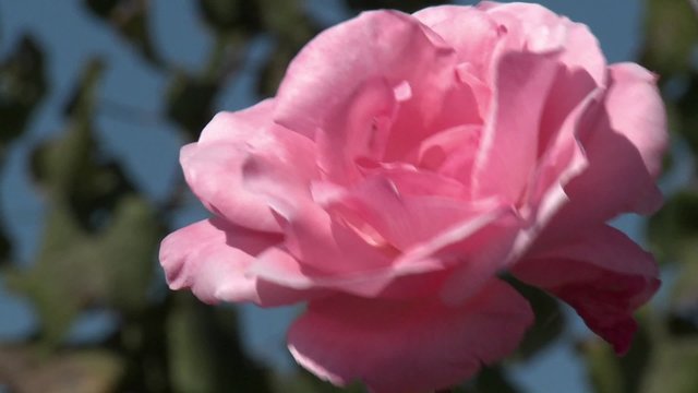 A rose in a vineyard near Talca, Chile.