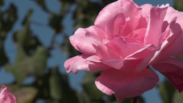 A rose in a vineyard near Talca, Chile.