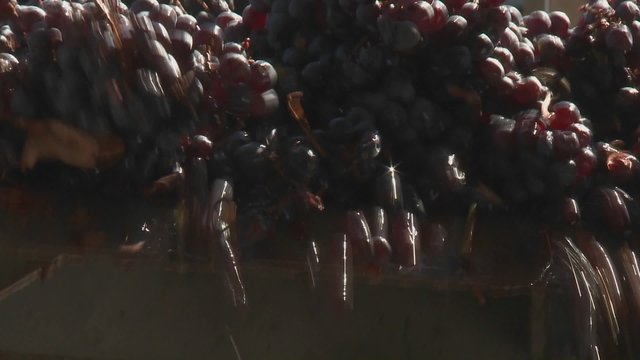 Red grapes tumble off the end of a conveyor belt at a modern winery in Talca, Chile.
