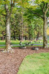 Obraz premium Geese At Coulon Park 2