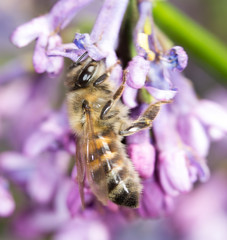 bee on a flower lilac. close