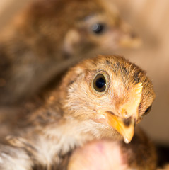 Portrait of a small chicken
