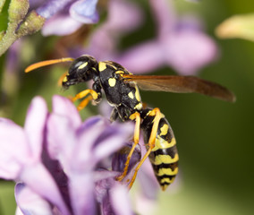 wasp on a flower lilac. close