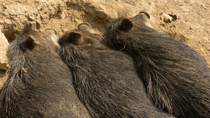 Three wild pigs sleeping next to each other