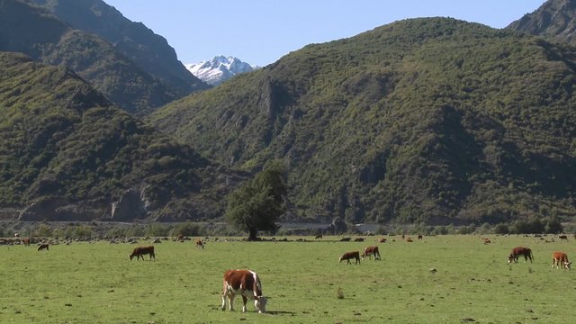 Dairy cattle in a pasture high in the Andes above Talca, Chile.