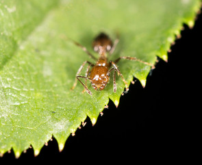 Ant on a green leaf. close
