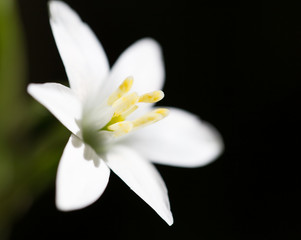 snowdrop flower in nature. close