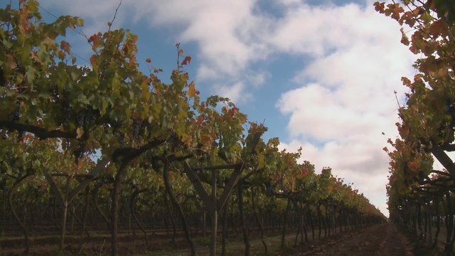 Time lapse of clouds, shadows and sunlight in a vineyard near Talca, Chile.