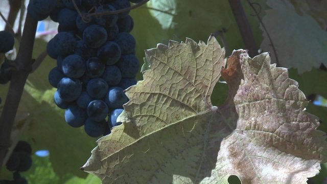 Close up of a cluster of Carmenere varietal wine grapes near Talca, Chile.
