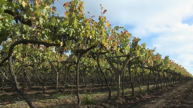 Pan across a row in a vineyard near Talca, Chile.