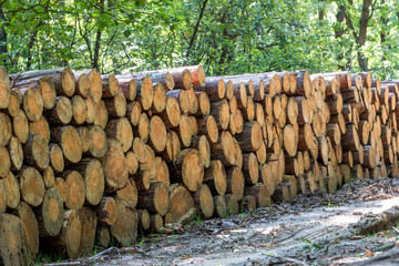 Big pile of wood