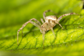 Spider in nature. marco