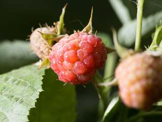 raspberries in the garden in nature
