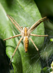 Spider in nature. marco